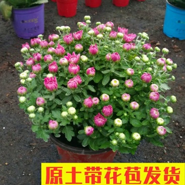 大菊花带花苞花卉观花绿植物庭院阳台盆栽荷兰菊千头菊