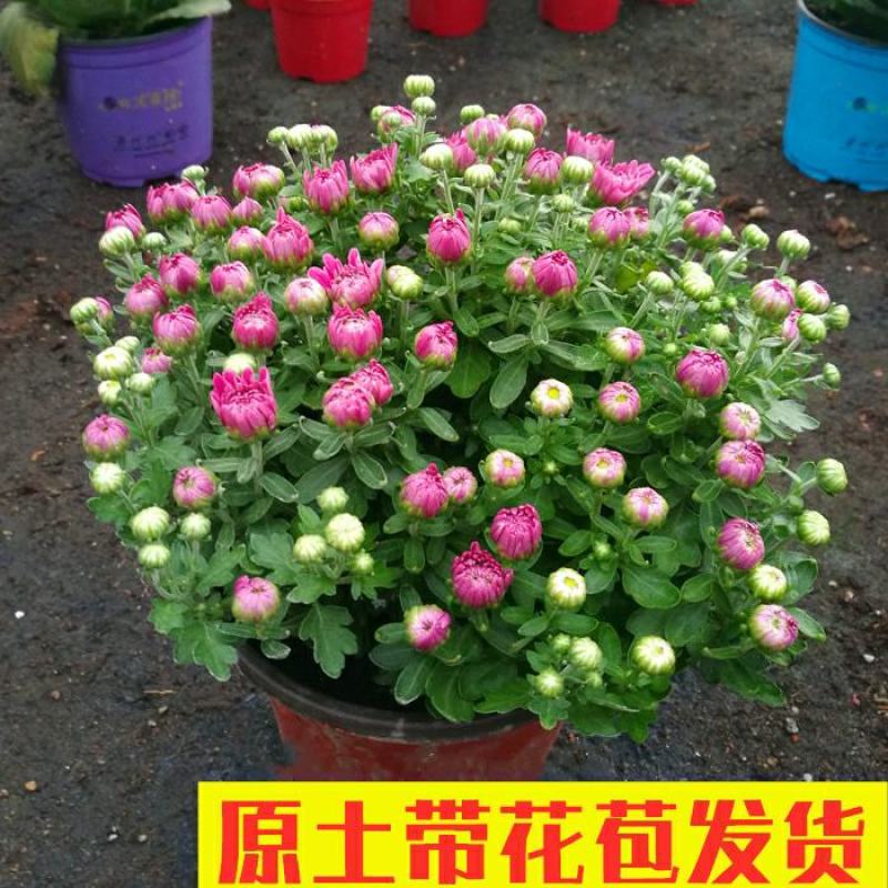 大菊花带花苞花卉观花绿植物庭院阳台盆栽荷兰菊千头菊