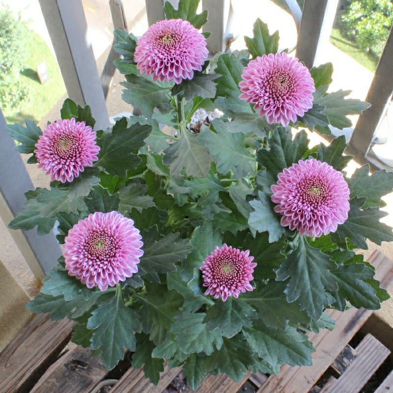 大菊花带花苞花卉观花绿植物庭院阳台盆栽荷兰菊千头菊