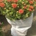 大菊花带花苞花卉观花绿植物庭院阳台盆栽荷兰菊千头菊