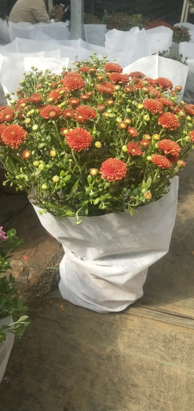 大菊花带花苞花卉观花绿植物庭院阳台盆栽荷兰菊千头菊