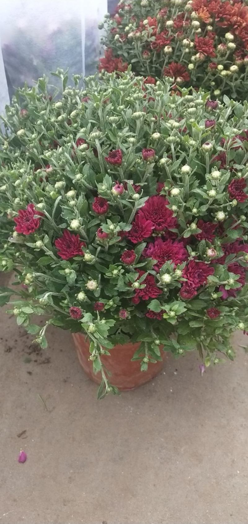 大菊花带花苞花卉观花绿植物庭院阳台盆栽荷兰菊千头菊