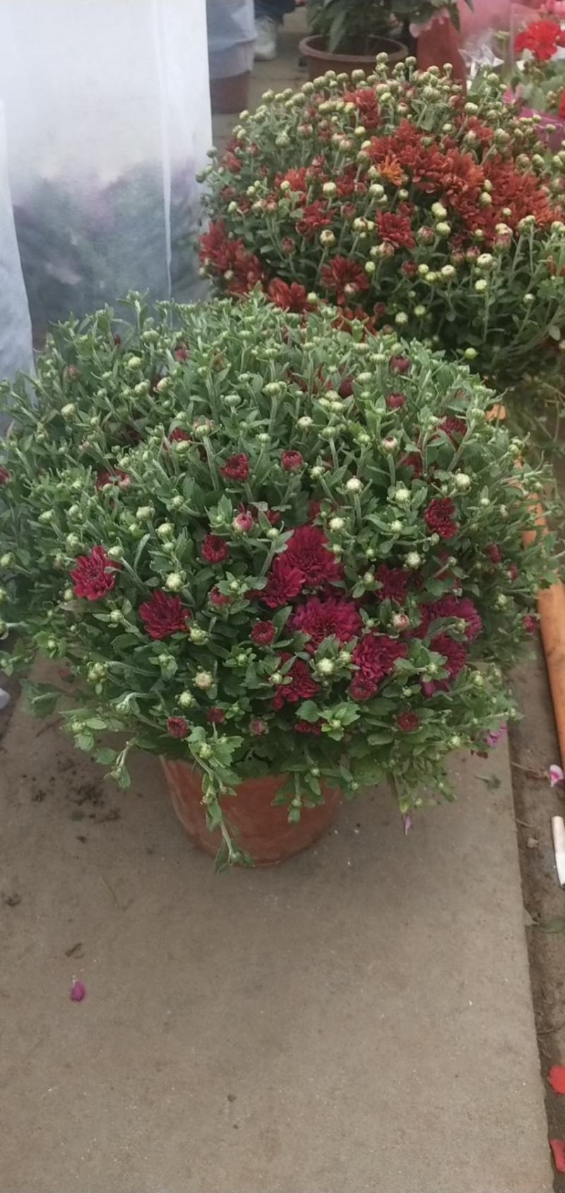 大菊花带花苞花卉观花绿植物庭院阳台盆栽荷兰菊千头菊