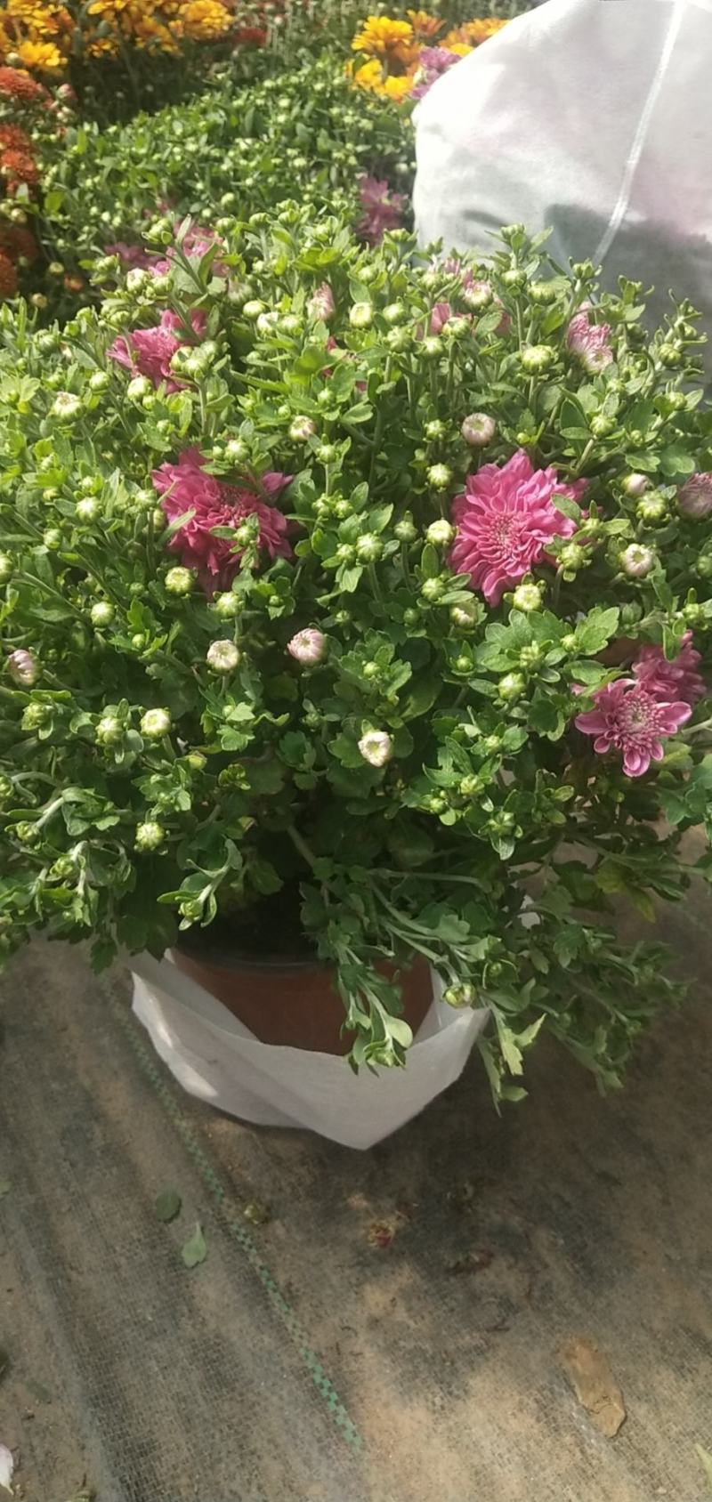 大菊花带花苞花卉观花绿植物庭院阳台盆栽荷兰菊千头菊