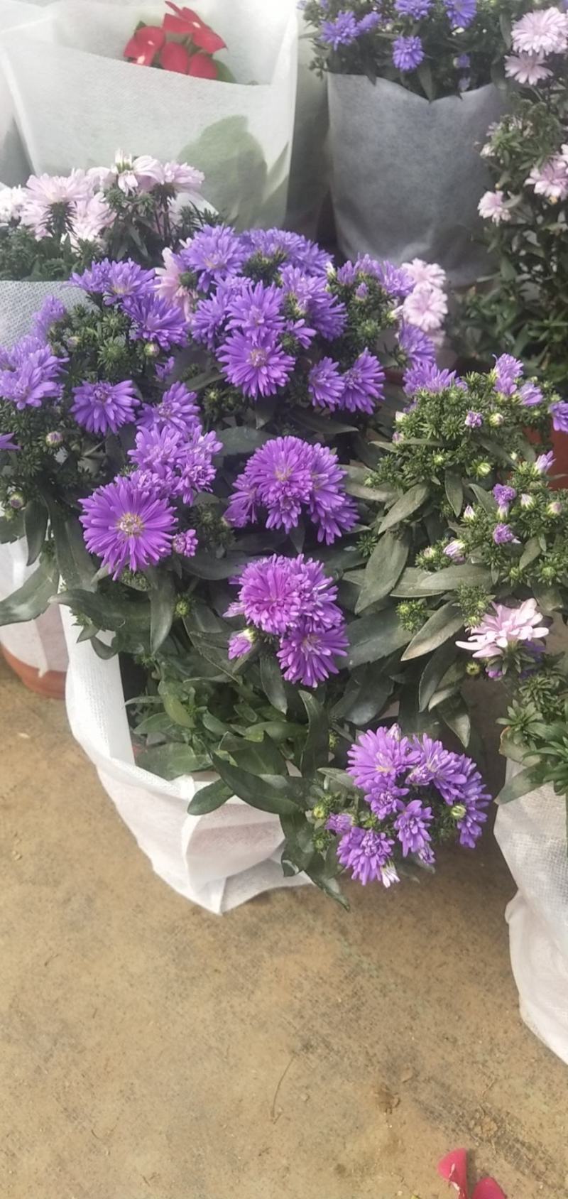 大菊花带花苞花卉观花绿植物庭院阳台盆栽荷兰菊千头菊