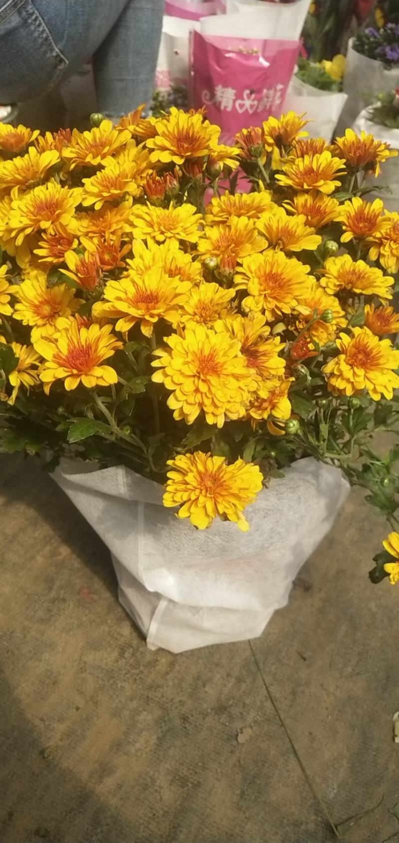 大菊花带花苞花卉观花绿植物庭院阳台盆栽荷兰菊千头菊
