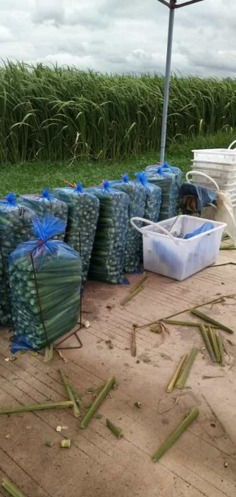 茭白，贵州农业生态天然种植
