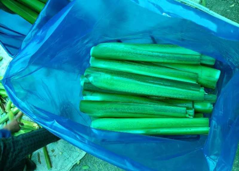 茭白，贵州农业生态天然种植
