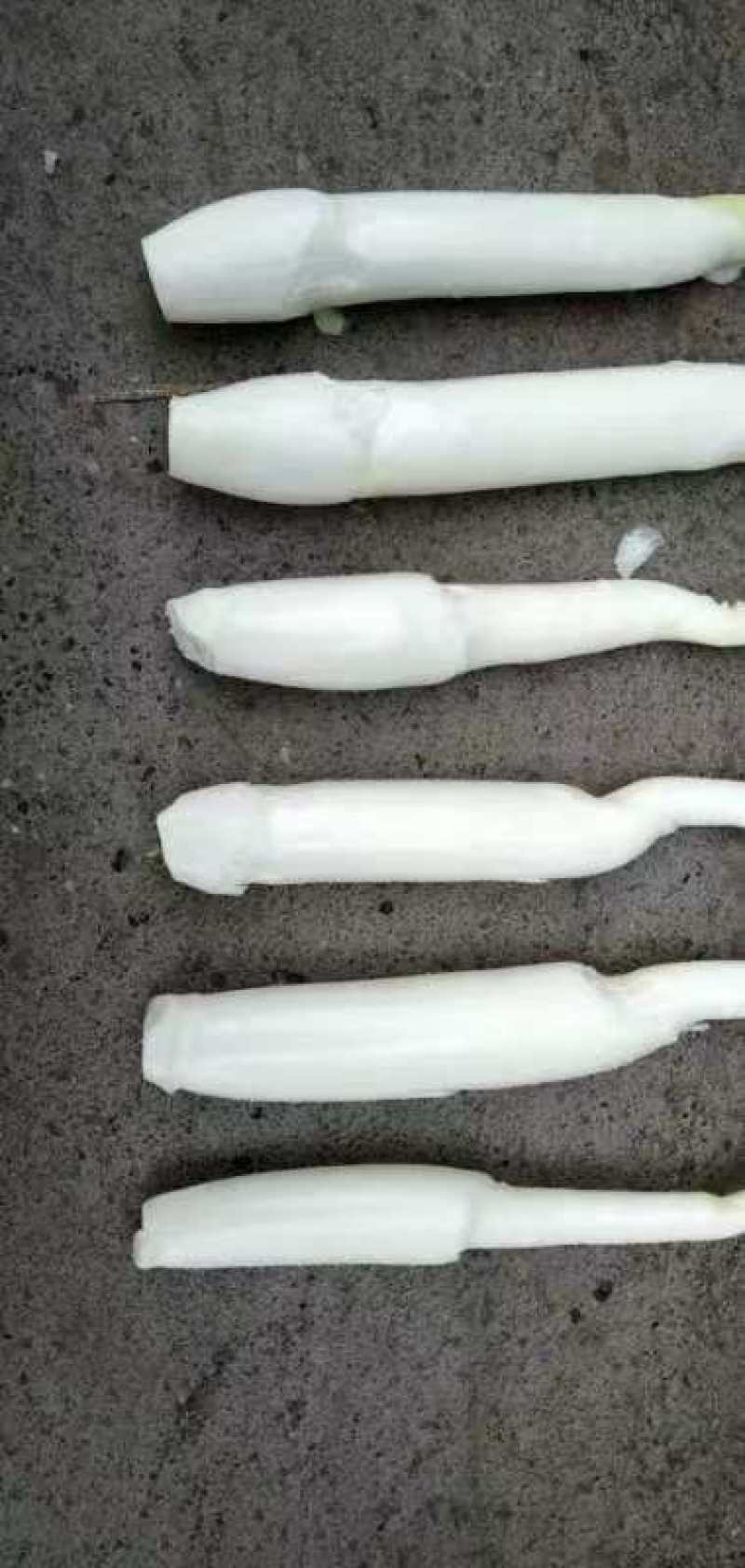 茭白，贵州农业生态天然种植