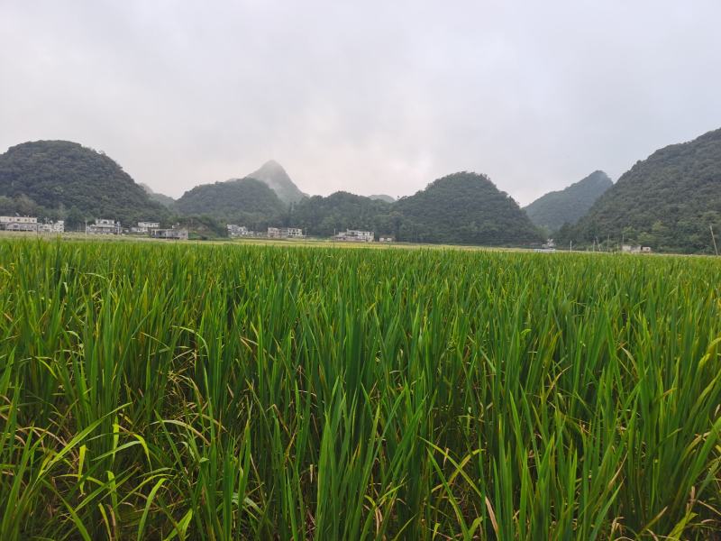 茭白，贵州农业生态天然种植