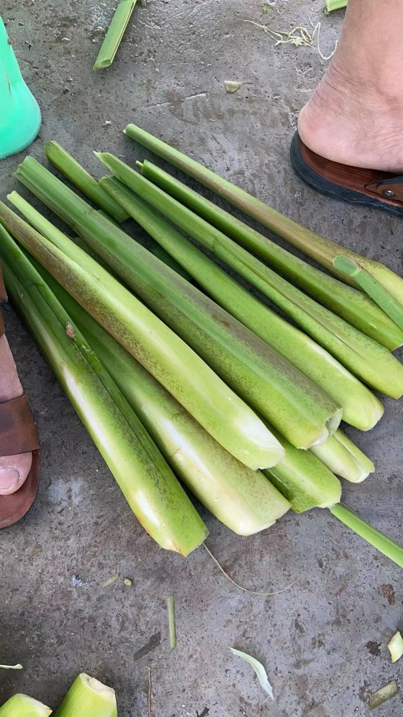 茭白，贵州农业生态天然种植