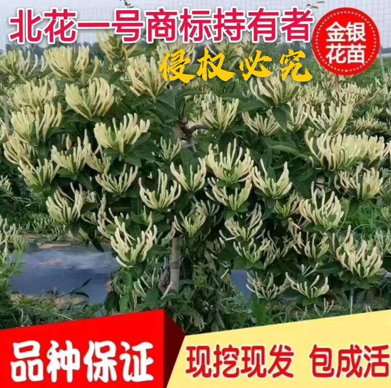 北花一号金银花苗全花蕾产量高技术免费回收干花