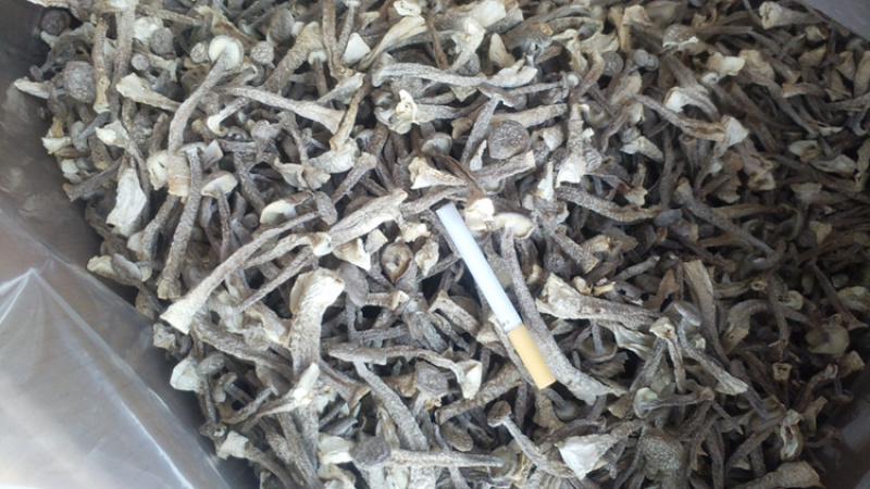 特级干货特级鹿茸菇鹿茸菇鹿茸菇鹿茸菇普通特好