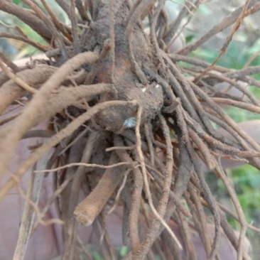 出售朱砂苍术苗子一年半或两年半