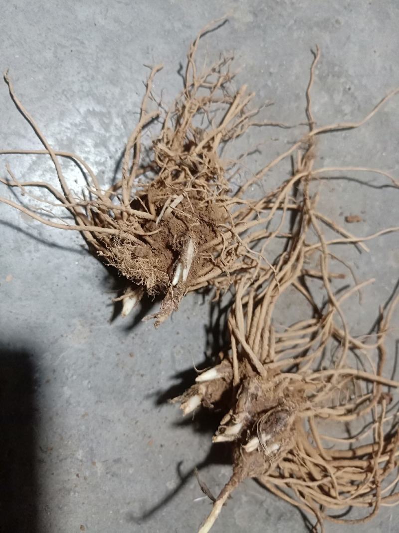 出售朱砂苍术苗子一年半或两年半