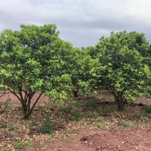 四川成都温江基地苗圃香泡，气干树，质量保证