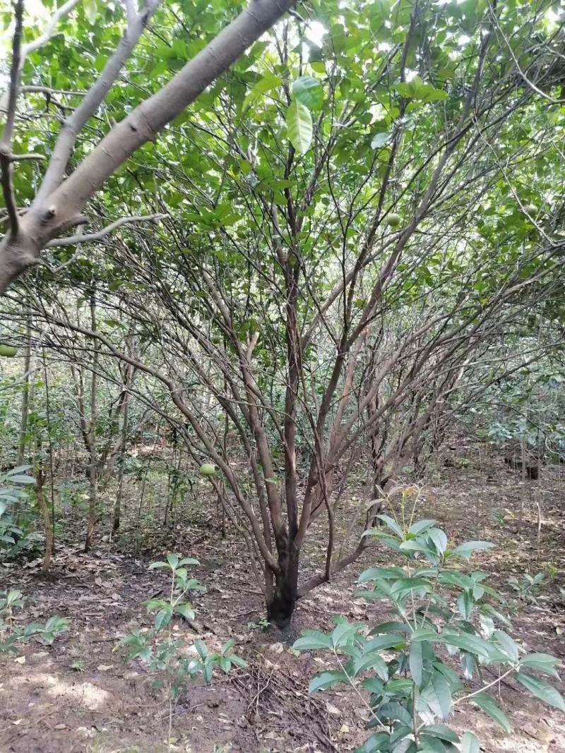 四川成都温江基地苗圃香泡，气干树，质量保证