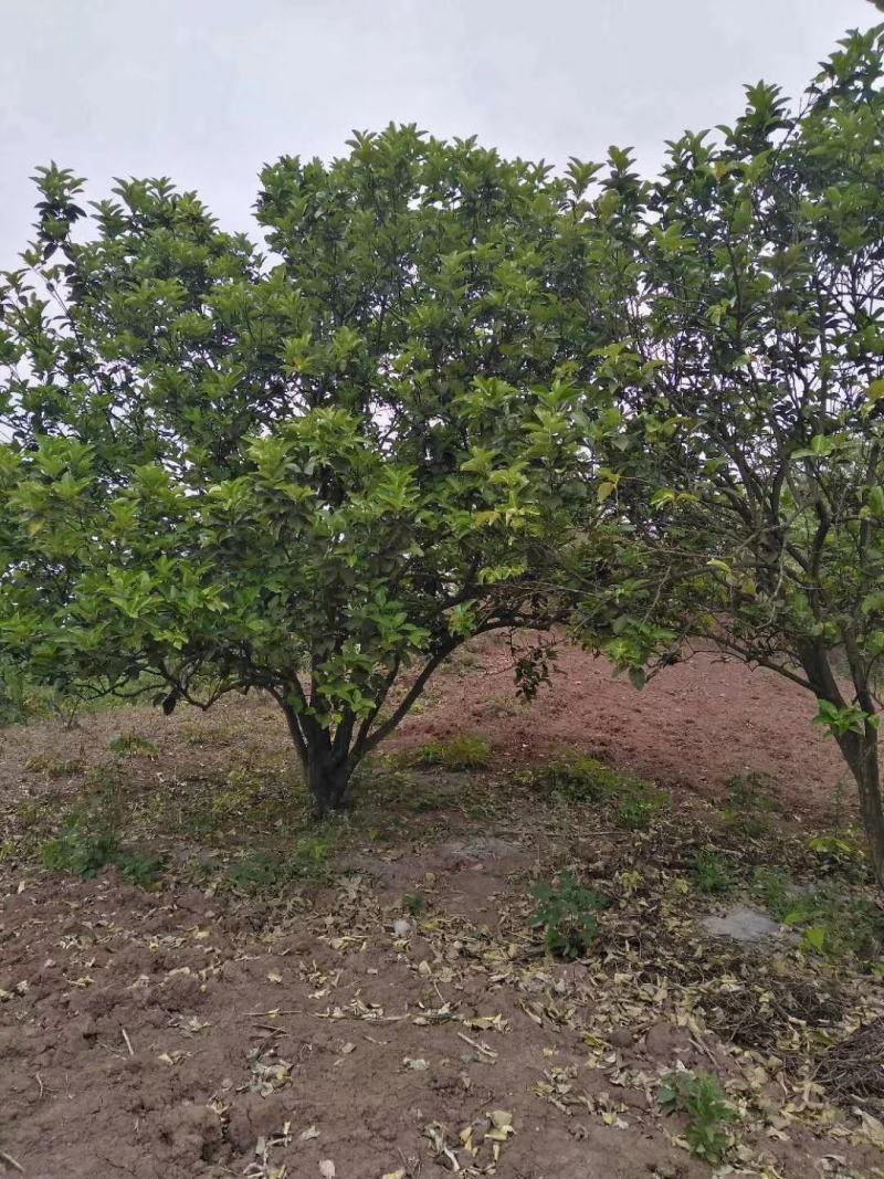 四川成都温江基地苗圃香泡，气干树，质量保证