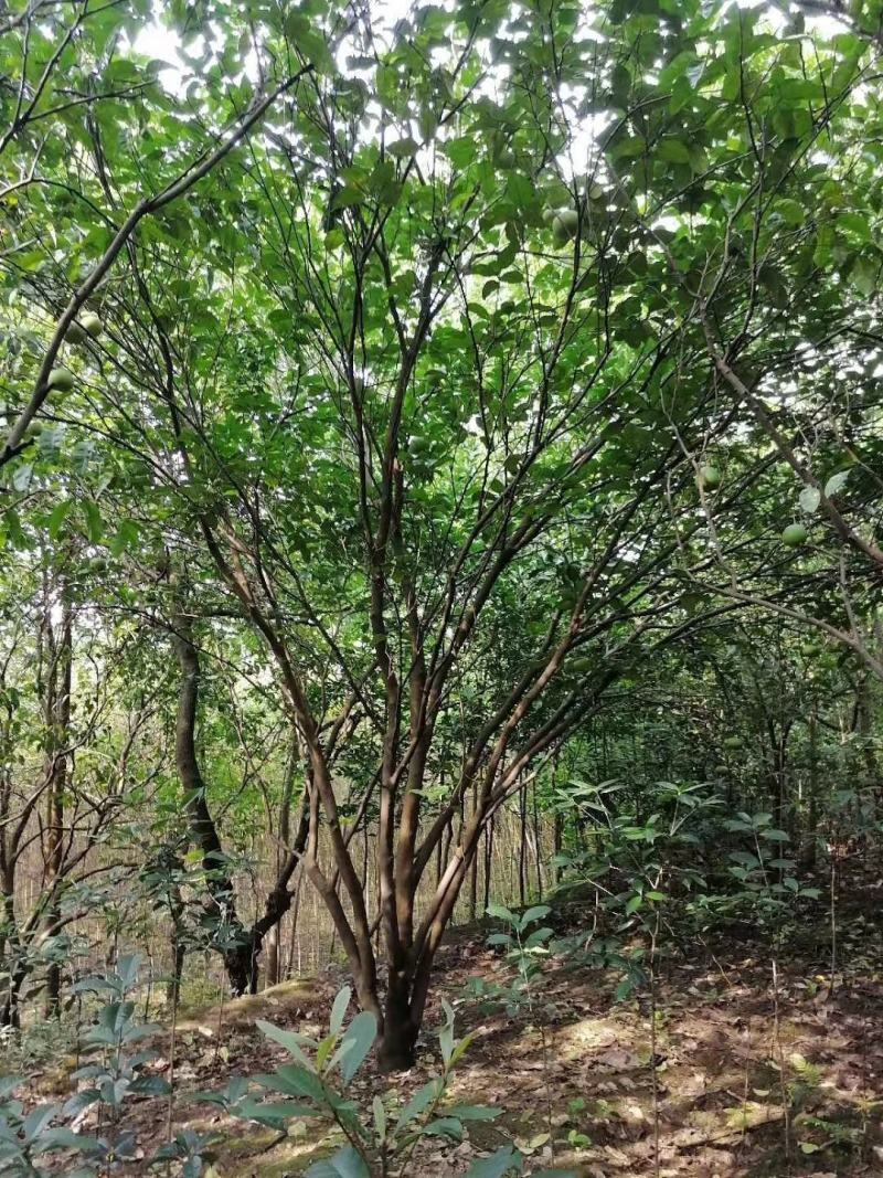 四川成都温江基地苗圃香泡，气干树，质量保证