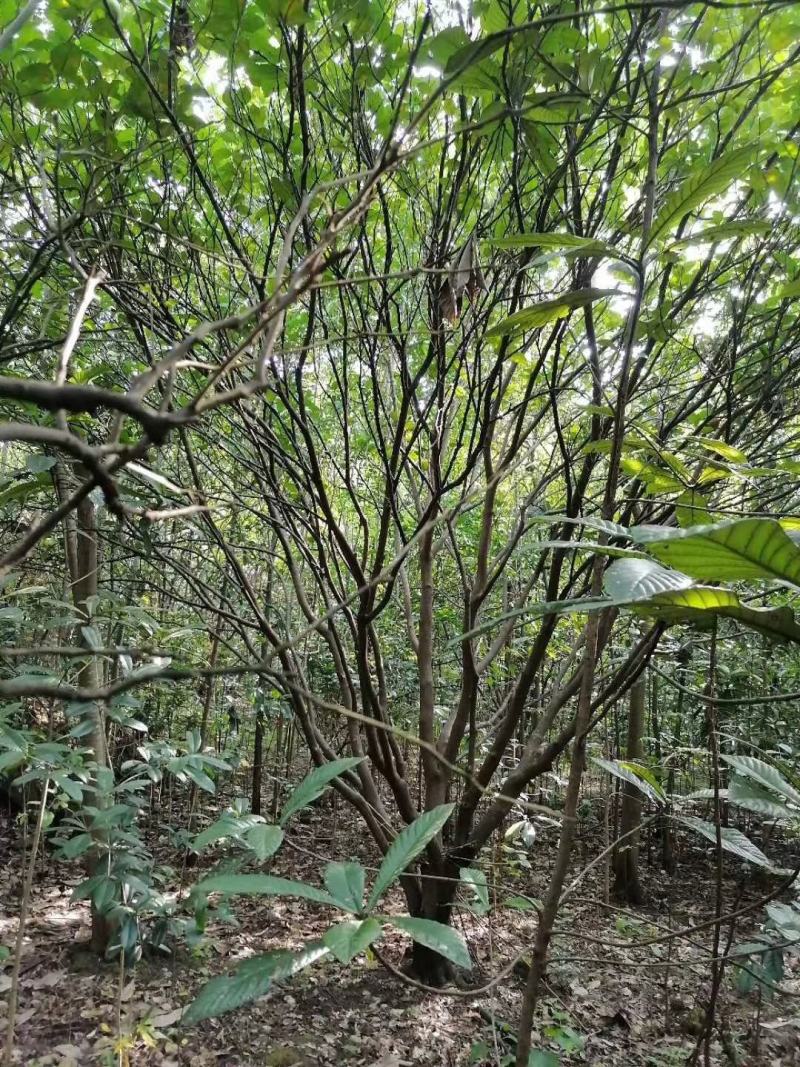 四川成都温江基地苗圃香泡，气干树，质量保证