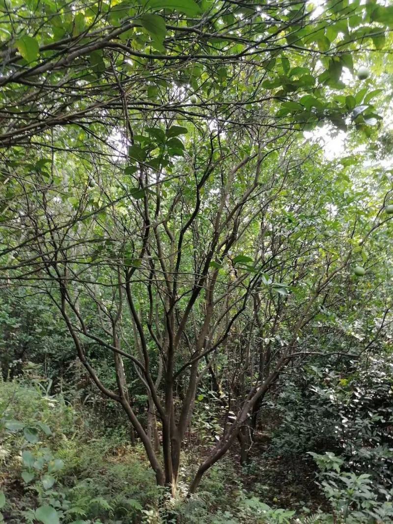 四川成都温江基地苗圃香泡，气干树，质量保证