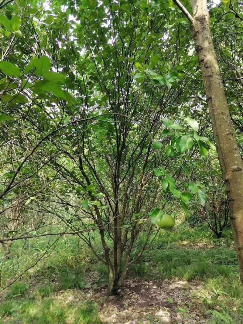 四川成都温江基地苗圃香泡，气干树，质量保证