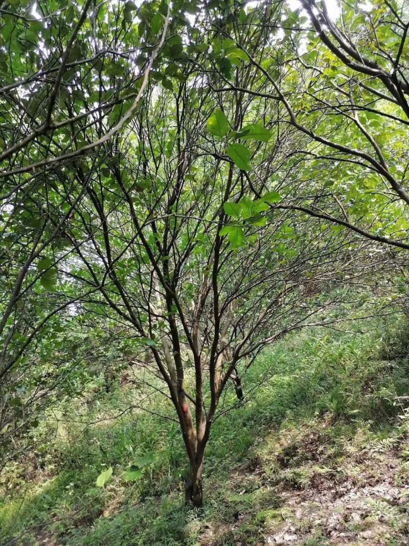 四川成都温江基地苗圃香泡，气干树，质量保证