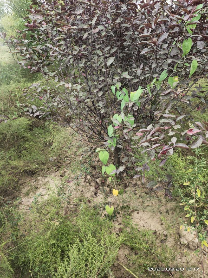 腾地处理紫叶矮樱山西运城3公分4公分5公分