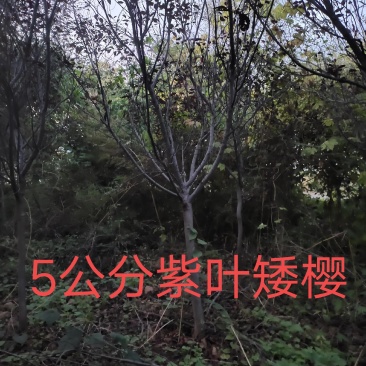 腾地处理紫叶矮樱山西运城3公分4公分5公分