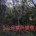 腾地处理紫叶矮樱山西运城3公分4公分5公分