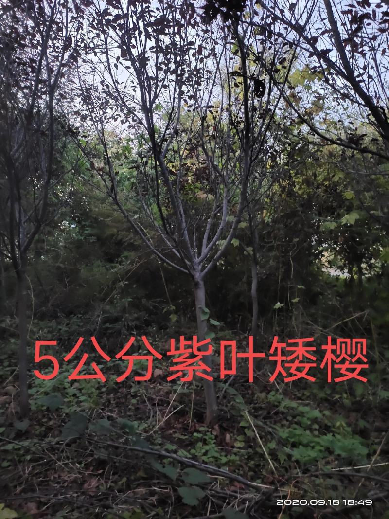 腾地处理紫叶矮樱山西运城3公分4公分5公分