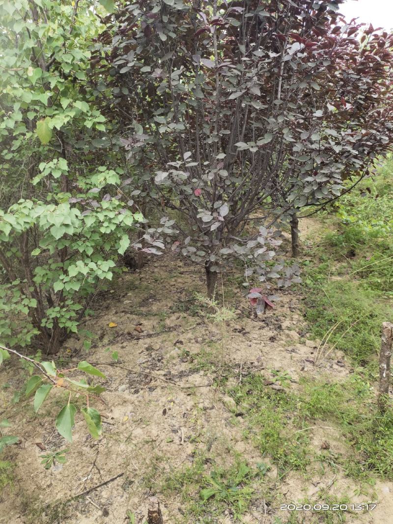 腾地处理紫叶矮樱山西运城3公分4公分5公分