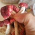 云南野生大红菇特级中菇小菇批发量大从优