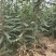 处理山西大刺皂角苗2年3年1公分0.5公分皂角苗