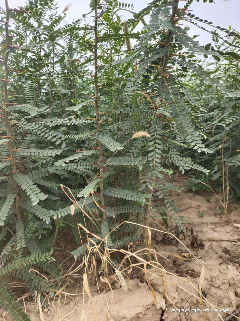 处理山西大刺皂角苗2年3年1公分0.5公分皂角苗