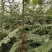 处理山西大刺皂角苗2年3年1公分0.5公分皂角苗