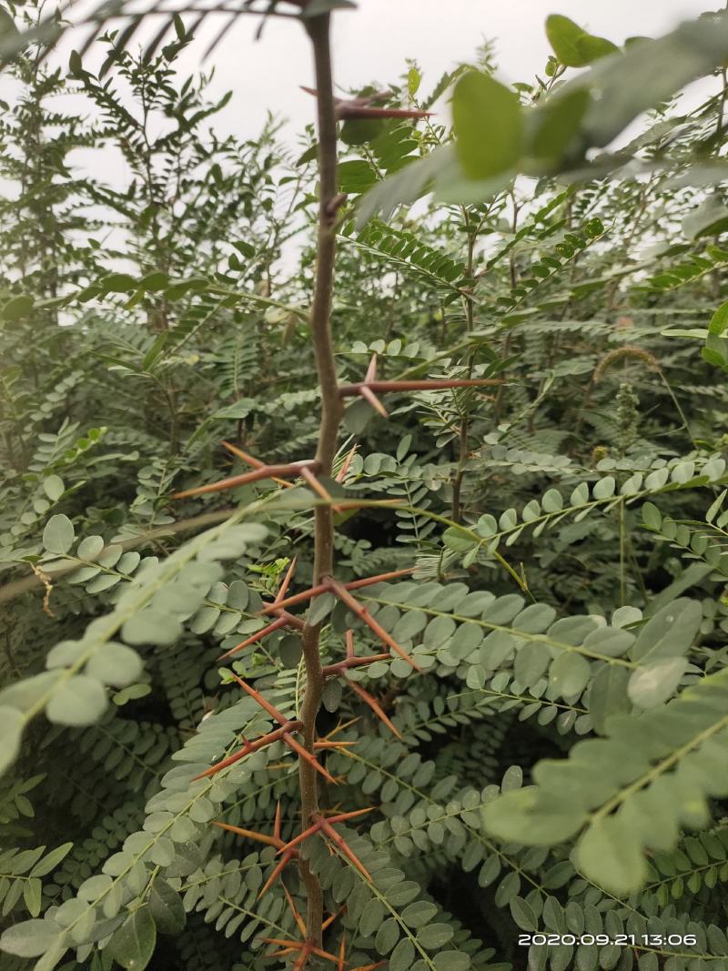 处理山西大刺皂角苗2年3年1公分0.5公分皂角苗