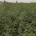 处理山西大刺皂角苗2年3年1公分0.5公分皂角苗