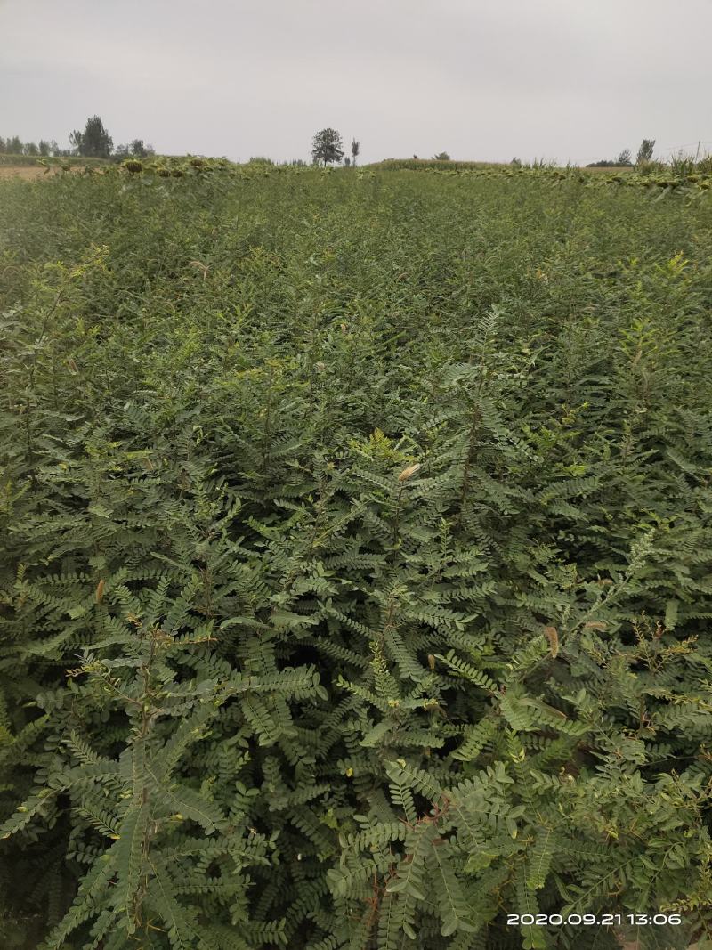 处理山西大刺皂角苗2年3年1公分0.5公分皂角苗