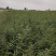 处理山西大刺皂角苗2年3年1公分0.5公分皂角苗