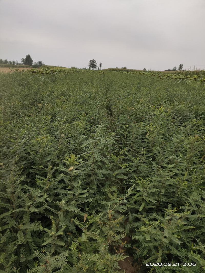 处理山西大刺皂角苗2年3年1公分0.5公分皂角苗