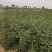 处理山西大刺皂角苗2年3年1公分0.5公分皂角苗