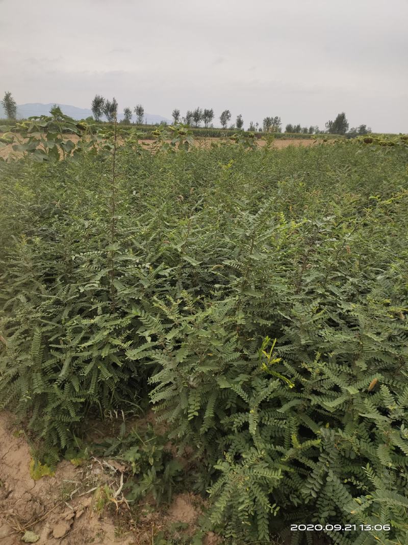 处理山西大刺皂角苗2年3年1公分0.5公分皂角苗
