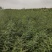 处理山西大刺皂角苗2年3年1公分0.5公分皂角苗