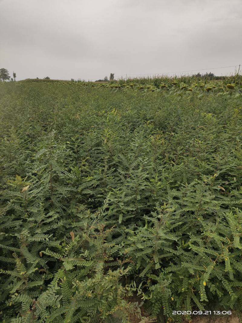 处理山西大刺皂角苗2年3年1公分0.5公分皂角苗