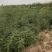 处理山西大刺皂角苗2年3年1公分0.5公分皂角苗