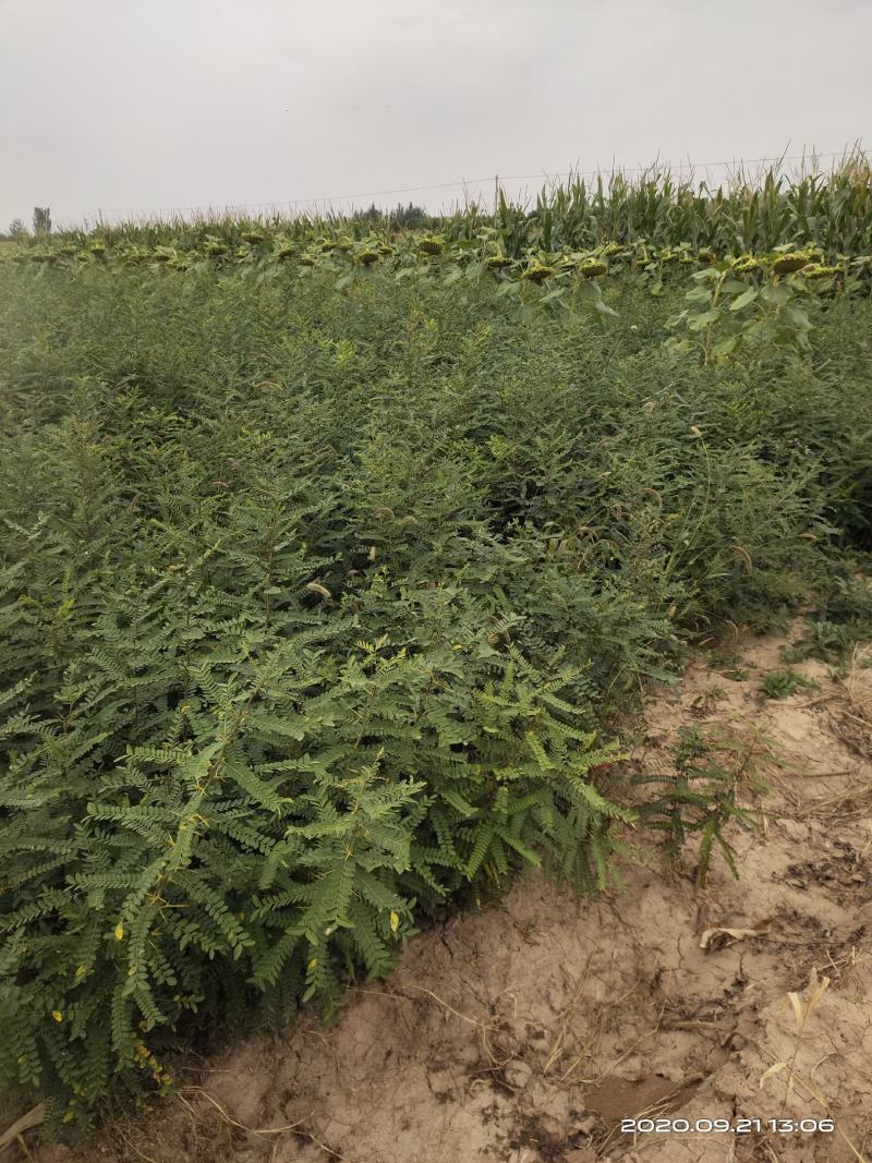 处理山西大刺皂角苗2年3年1公分0.5公分皂角苗