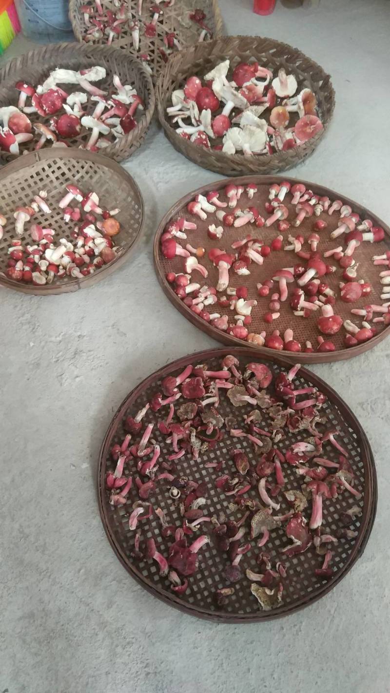 福建漳州诏安本地干货红菇