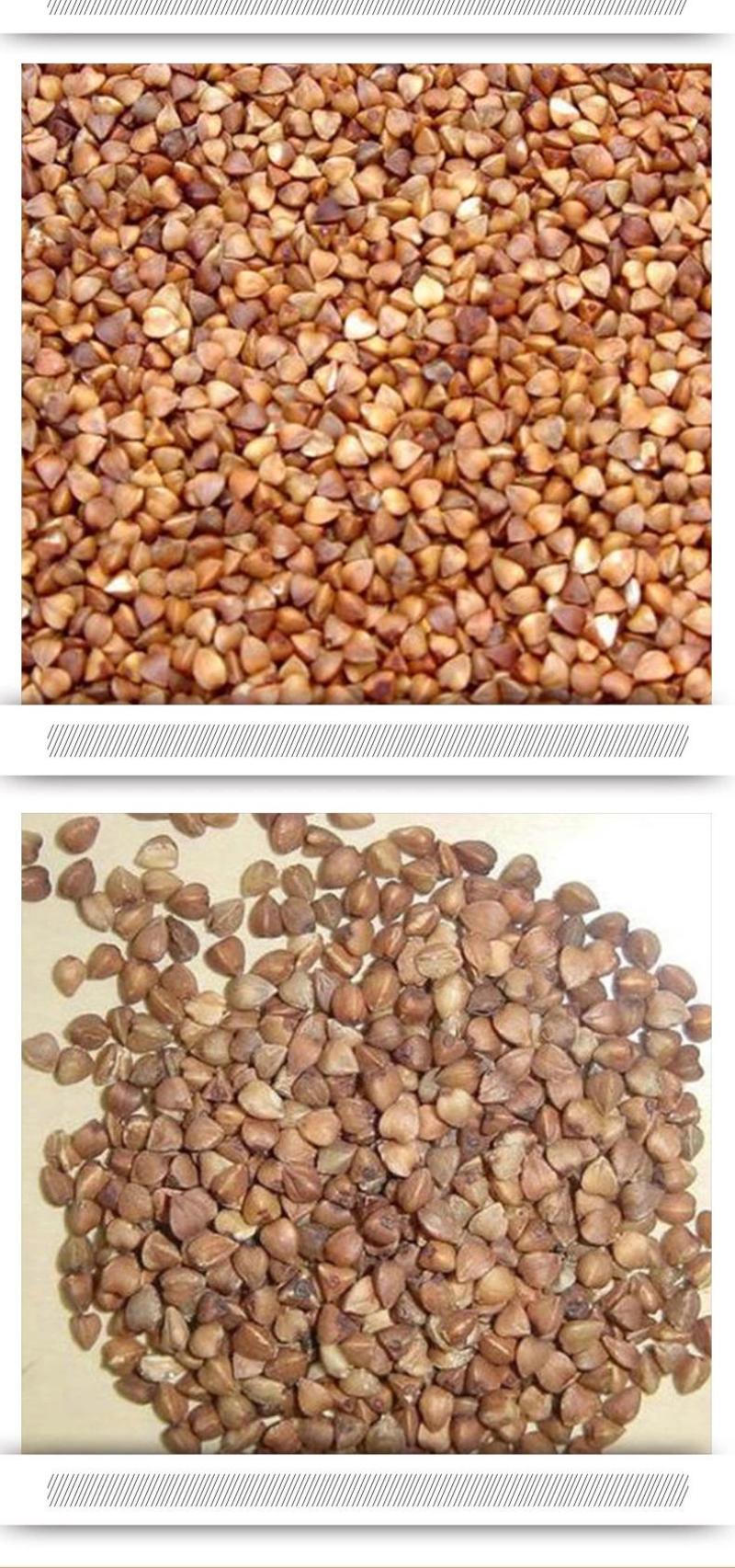 熟荞麦低温烘焙五谷杂粮大货批发磨坊粉原料