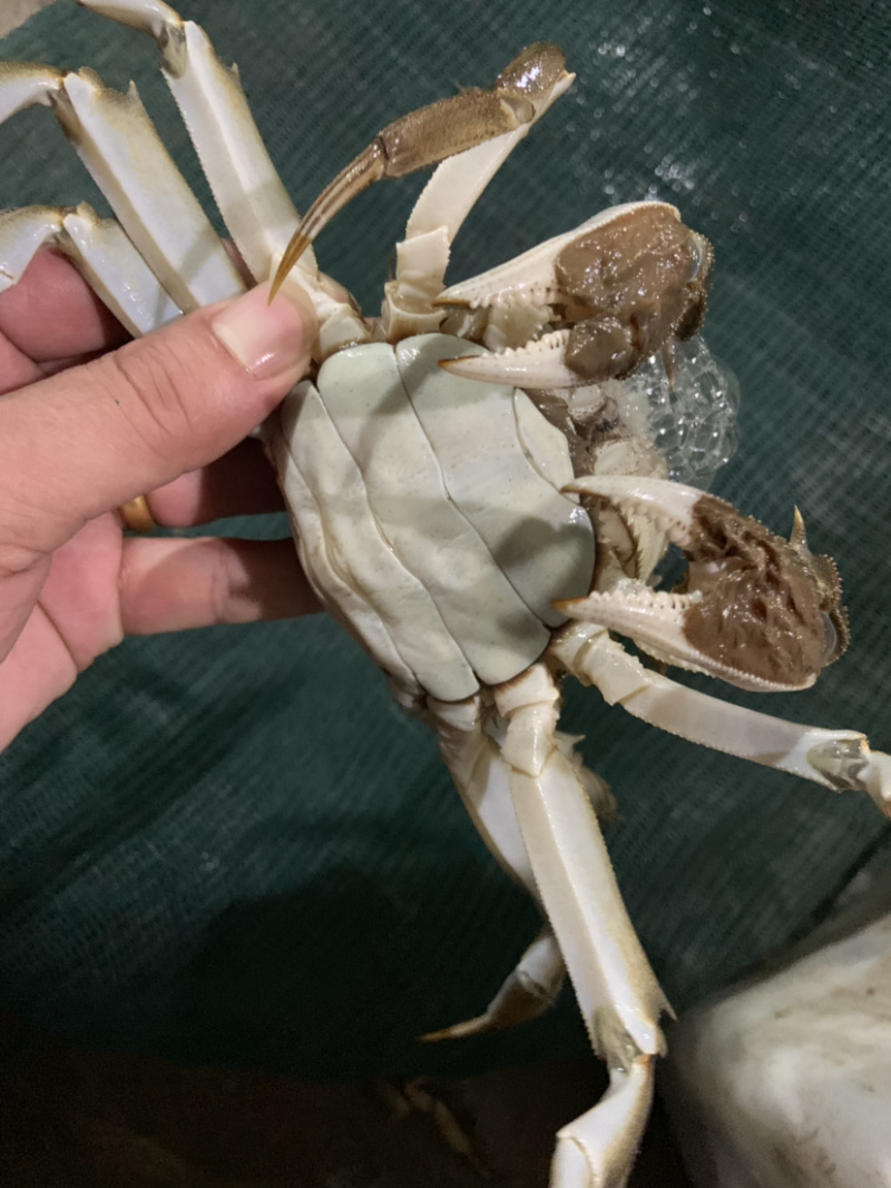 【实重量】精品大蟹鲜活现货特大公母蟹家庭聚会装